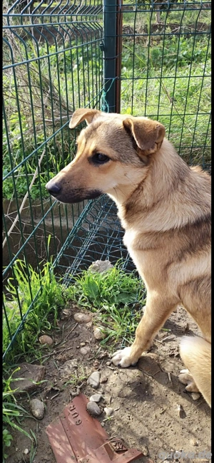 foxy sucht noch ein zuhause 