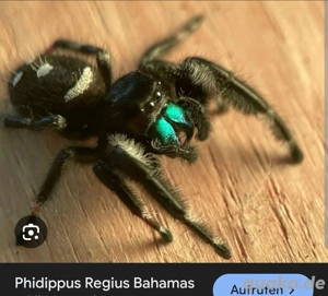 Suche Phidippus Regius White Bahamas Männchen Adulte 