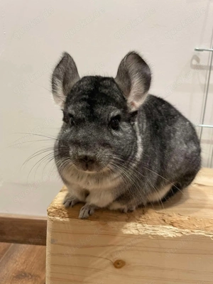 Chinchilla Notfallvermittlungshilfe sucht ein neues Zuhause für Rambo