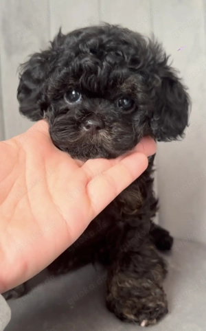 Koreanische Toypudel Welpen Exklusiv Eleganz, Seltenheit & Charme in Perfektion  