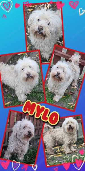 kleiner Hundeopi "Mylo" sucht dringend ein Zuhause - wer kann helfen und hat ein Körbchen frei