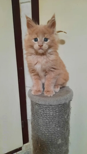 Wunderschönes Maine-Coon-Kitten  Bild 6