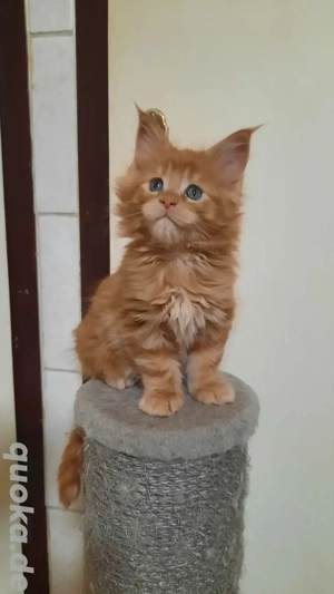 Wunderschönes Maine-Coon-Kitten  Bild 2