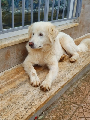 Aris   ein junger Herzenshund auf der Suche nach Geborgenheit