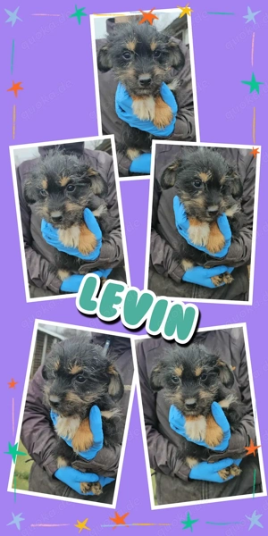 wunderschöner Welpenjunge "Levin" sucht ein liebevolles Zuhause 