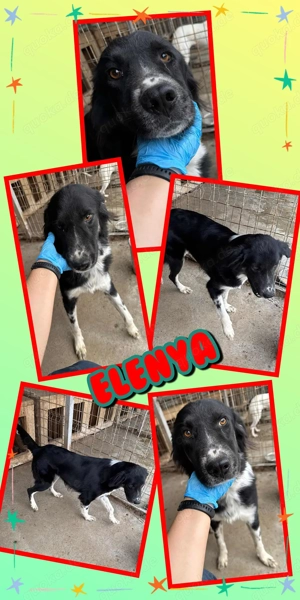 liebe, menschenbezogene, hübsche, fröhliche Hündin "Elenya" sucht dringend ein Zuhause 