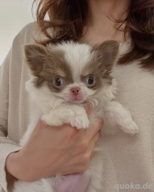 weiblicher Chihuahua-Welpe