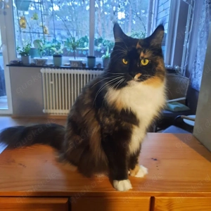 bezaubernde reinrassige dreifarbige Maine Coon Dame mit Stammbaum