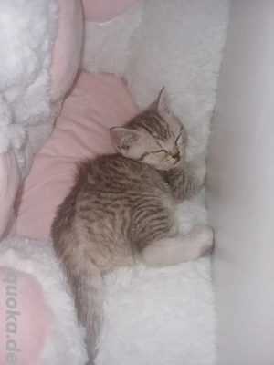 Britisch Kurzhaar Bkh kitten  2 Mädchen frei  Bild 1