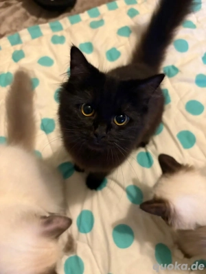 Ragdoll mix norwegische Waldkatze 