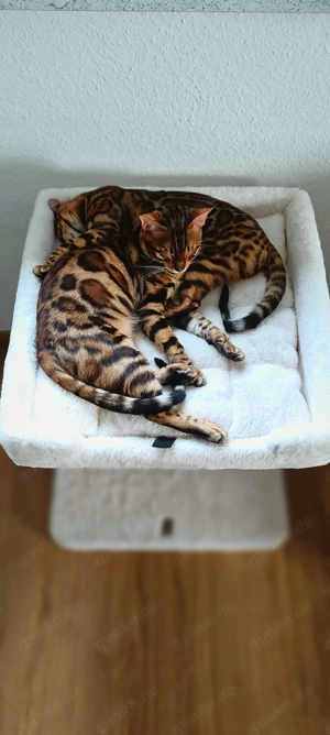 Bengalkater Bengalkatze