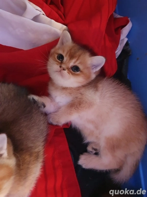 Britisch kurz Haare kitten 