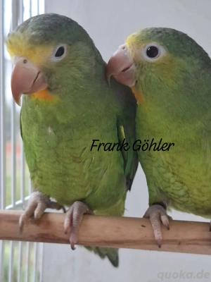 Blauflügelsittiche  Brotogeris cyanoptera