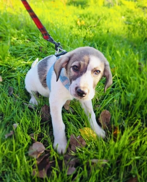 Rudy ein Beagle Mix  Bild 4
