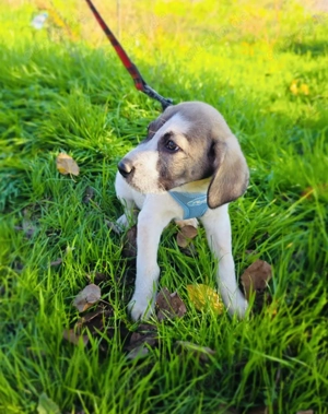 Rudy ein Beagle Mix  Bild 5