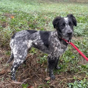 Kody, wunderhübsch gezeichneter und schlauer Mischling, Collie, Carea Leones Bild 3