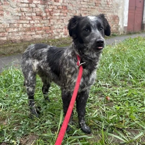 Kody, wunderhübsch gezeichneter und schlauer Mischling, Collie, Carea Leones Bild 5