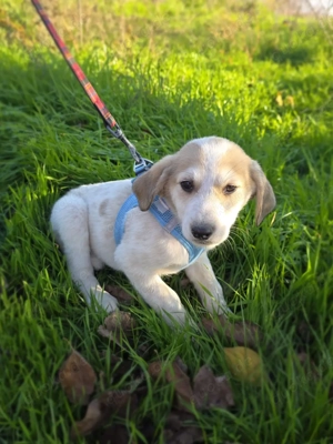 Barsi sucht ein Körbchen 