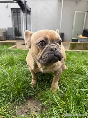 französische Bulldogge Hündin