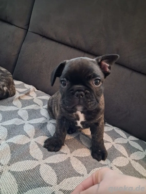 Französische Bulldogge 
