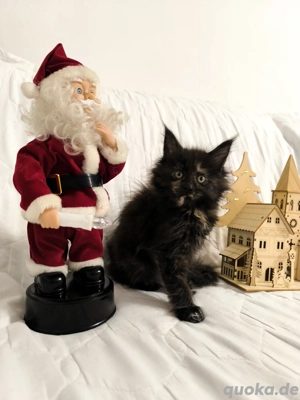 Wundervolle Maine Coon Kitten 