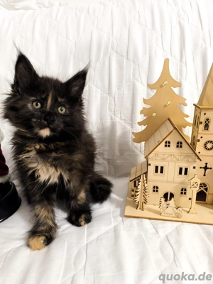 Wundervolle Maine Coon Kitten 