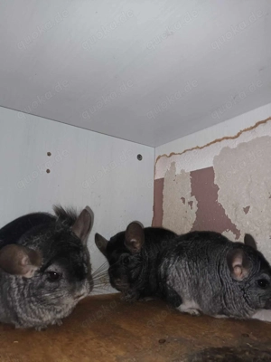 Chinchilla Notfallvermittlungshilfe sucht ein neues Zuhause für 3 Chinchilla Damen