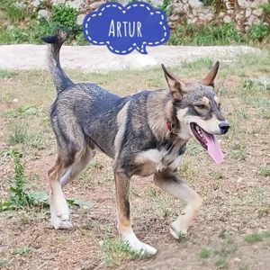 Arthur, wunderschöner Mischling in Wolf Optik