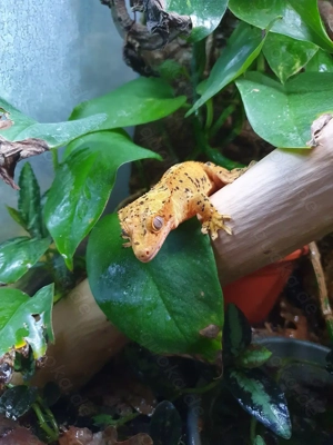 Kronengecko NZ 2024 Winter Aktion 