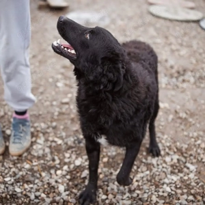 Dado, junger und bezaubernder Mischling, Mudi Kroatischer Schäferhund Bild 3