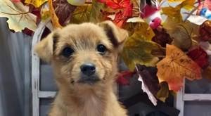 Maja - kleiner Sonnenschein sucht Zuhause!