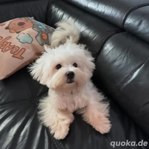 Die süßesten Malteser-Welpen
