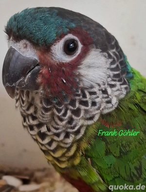 Blaustirnrotschwanzsittich Bild 3