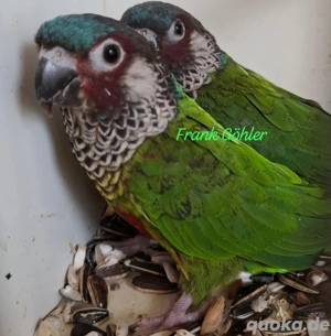 Blaustirnrotschwanzsittich Bild 2