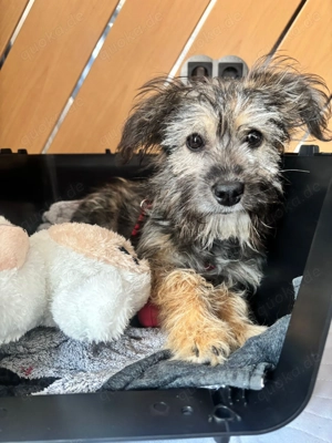 Holly - kleine Strubbelmaus sucht ihre Seelenmenschen