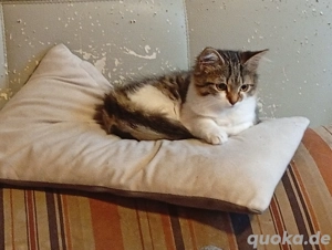 langhaarkatze sucht neues zuhause
