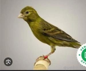 raza espanole Jaspe gesucht