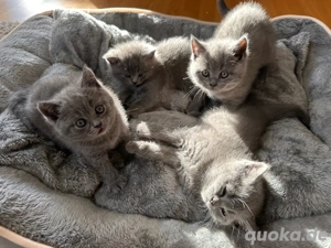 BKH Babys   2 Monate ab 07.01., verspielt & verschmust, Mädchen & Jungs