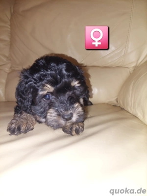 Zwergpudel Bollipoo Welpen 