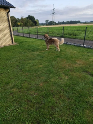 Kaukasische Ovtscharka