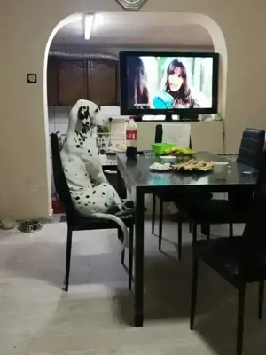 Dalmatiner-Labrador-Retriever Mix Bild 3