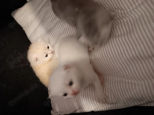 Bkh kitten suchen neues Zuhause 