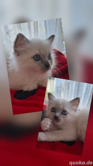 Heilige birma kitten 