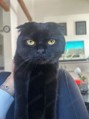 Bkh-SF Mix Katze sucht zu Hause 