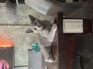 Russisch Blau Katze