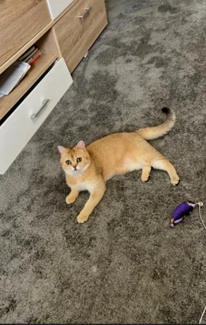 Britischer Kater & Britische Katze