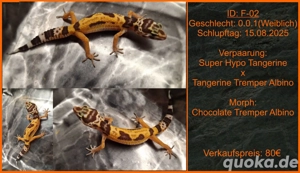 Regelmäßig Leopardgecko Jungtiere abzugeben