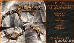 Leopardgecko Jungtiere aus Liebevoller Zucht