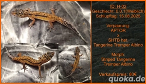 Leopardgecko Jungtiere aus Liebevoller Zucht