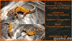 Gesunde Leopardgecko Jungtiere abzugeben